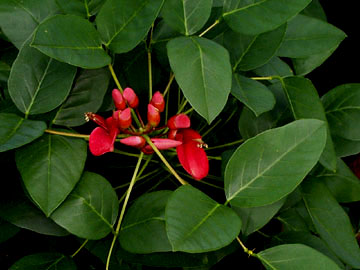 مرجان، Christ's tears ، ceibo